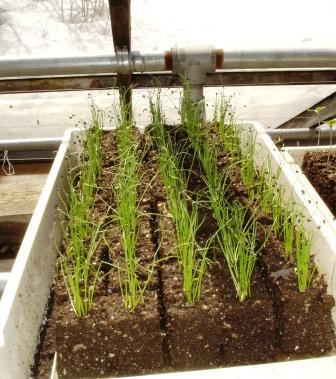 Onions in soil blocks